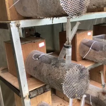 野化好的蜂群看上的联系