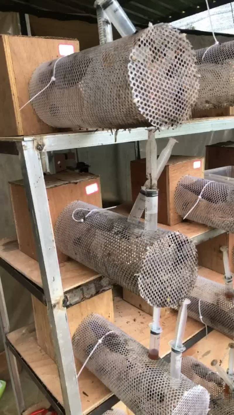 野化好的蜂群看上的联系