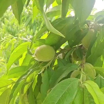 桃