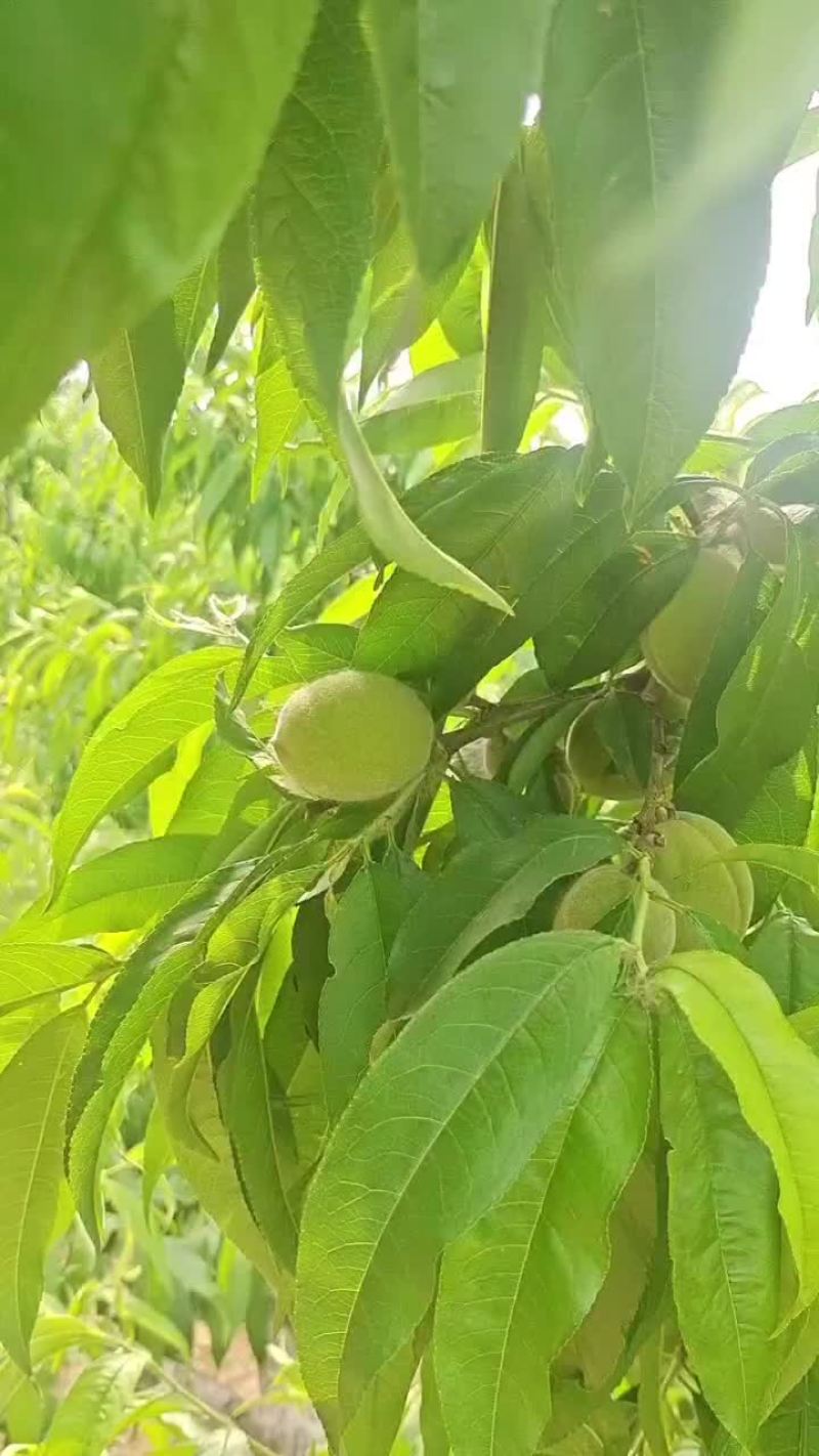 桃