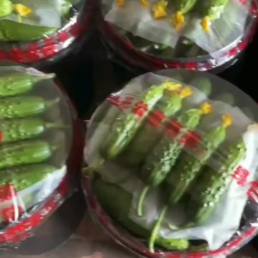 绥中旱黄瓜常年供应中