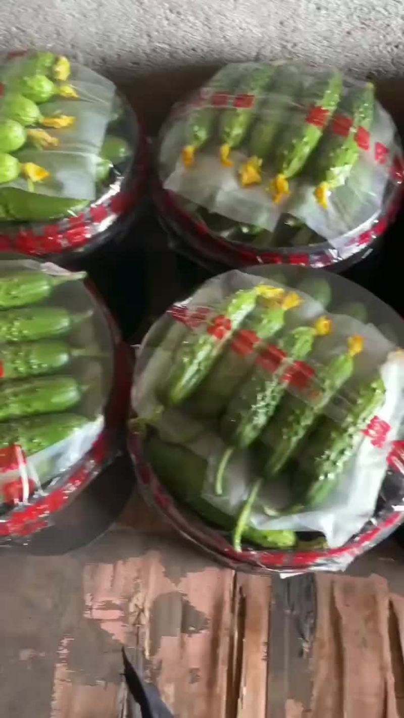 绥中旱黄瓜常年供应中