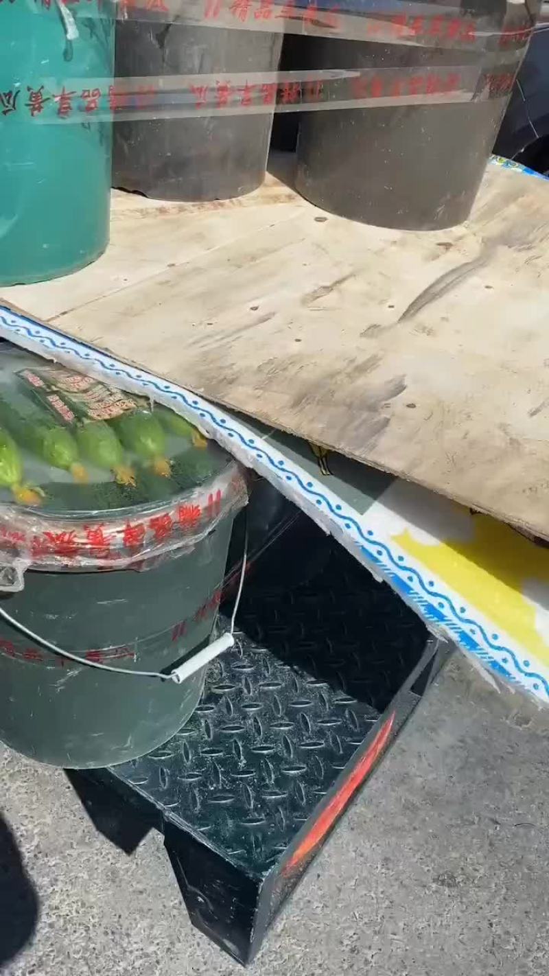 绥中旱黄瓜常年供应中