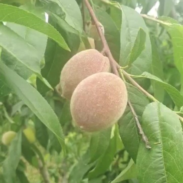 针脆桃