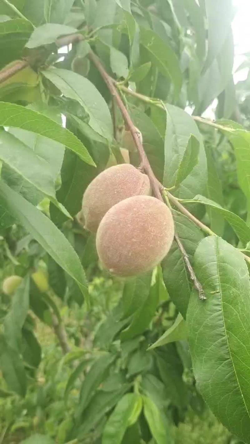 针脆桃
