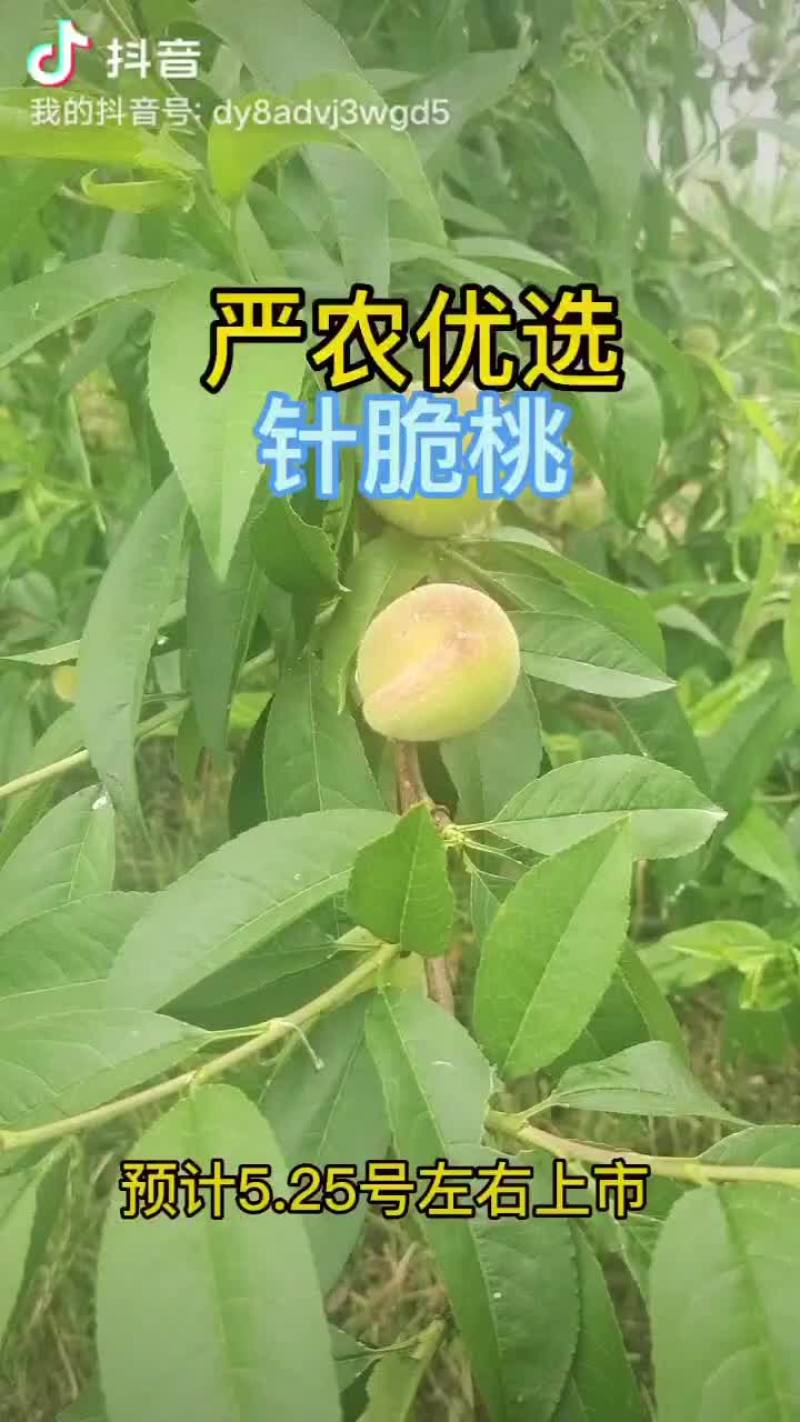 针脆桃