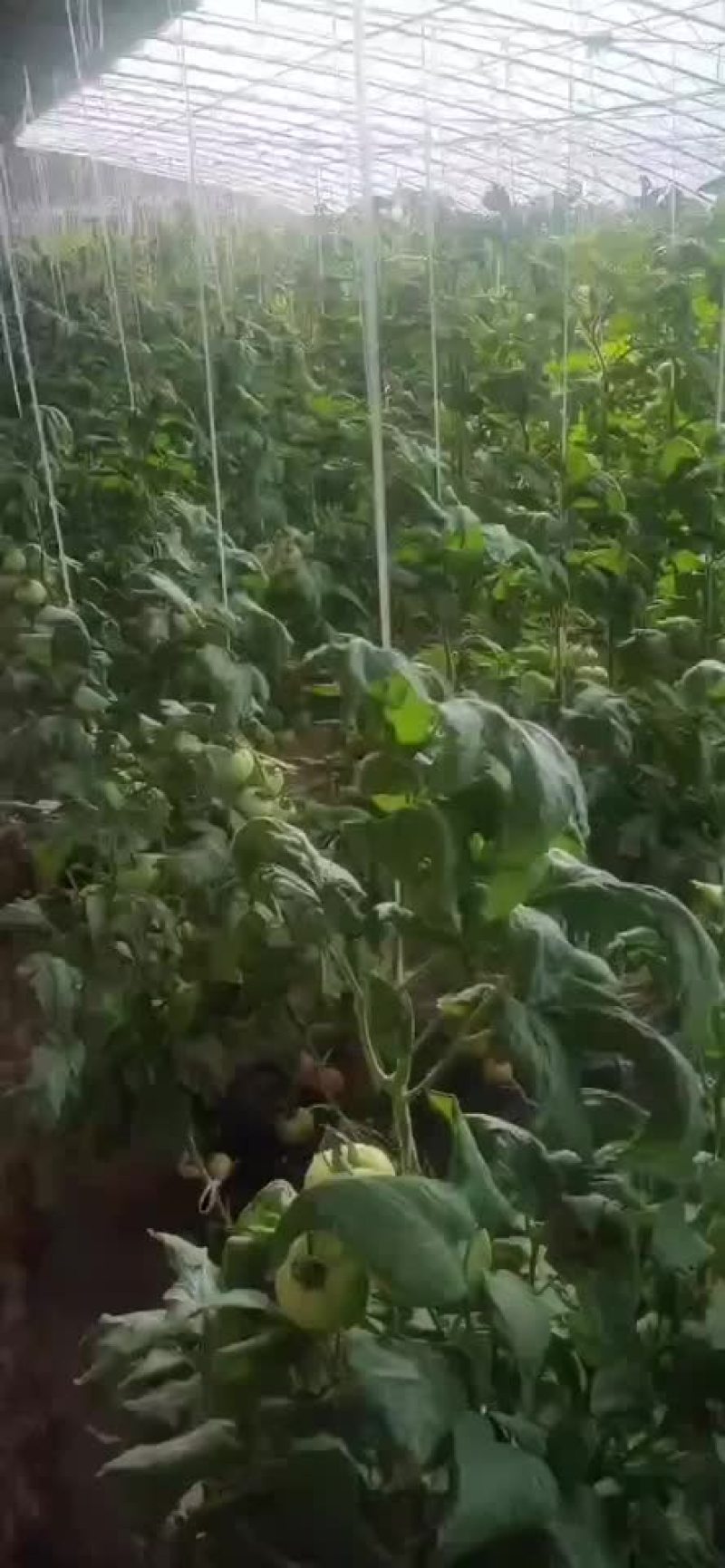 西红柿
