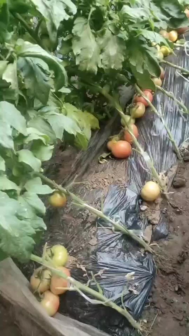 西红柿