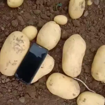 徐州丰县土豆大量上市