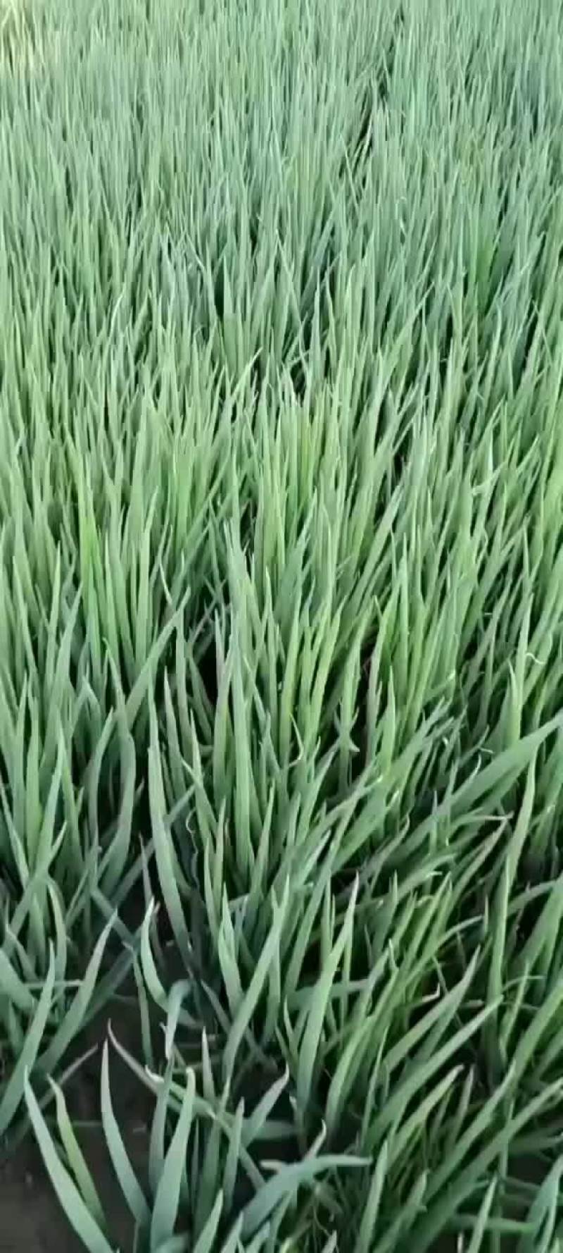 小葱