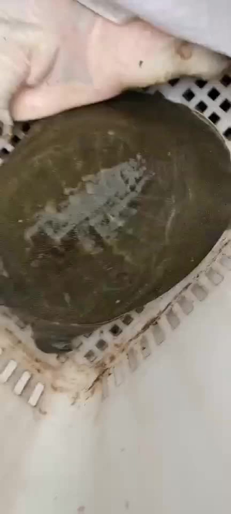 生态老甲鱼
