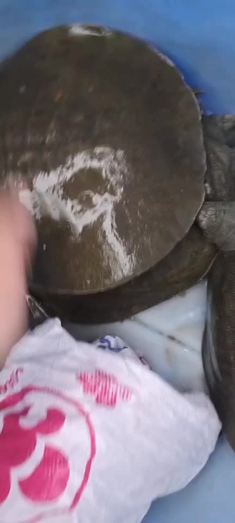 生态老甲鱼