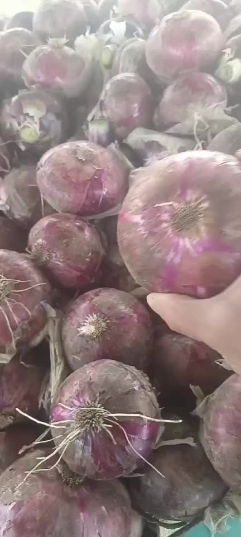 紫洋葱