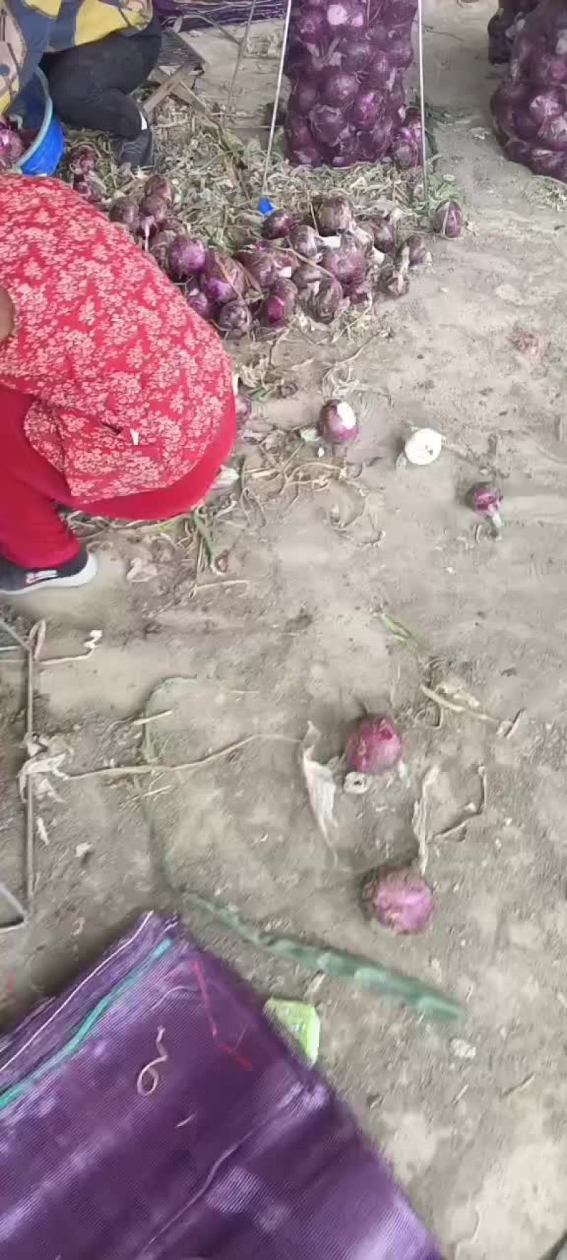 紫洋葱