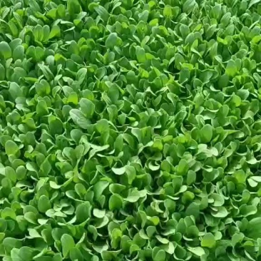 鸡毛菜