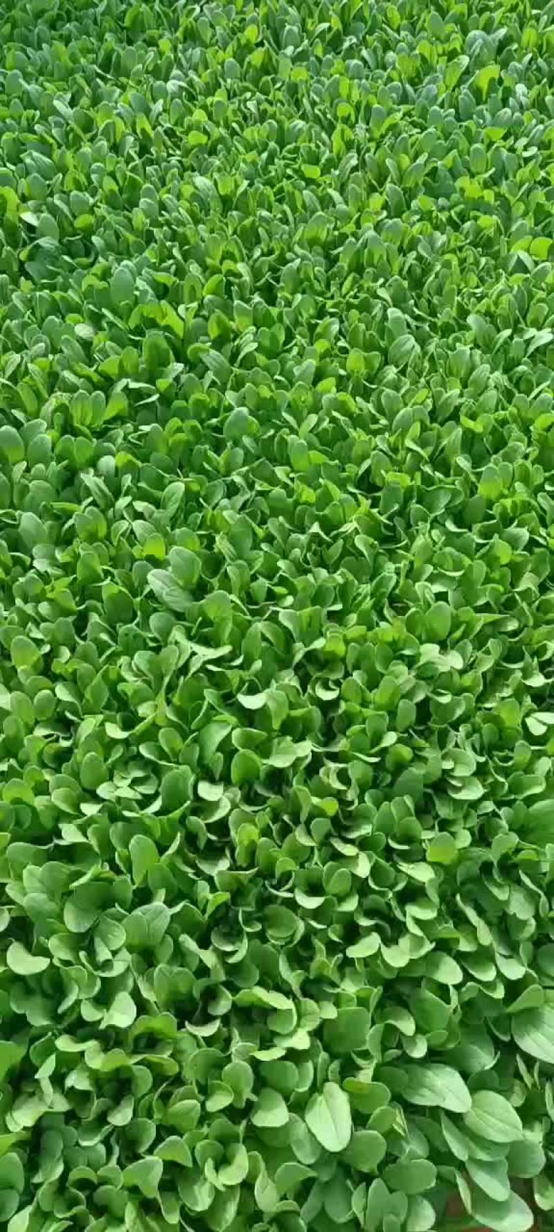 鸡毛菜