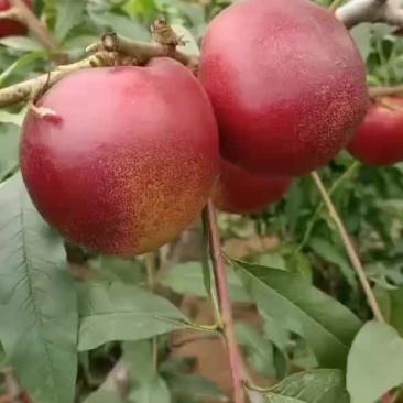 棚桃