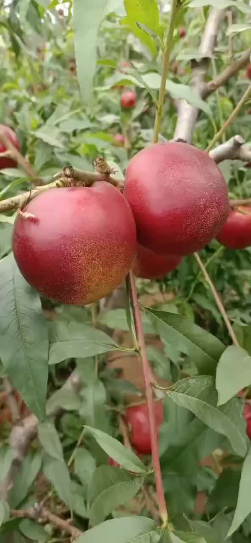 棚桃