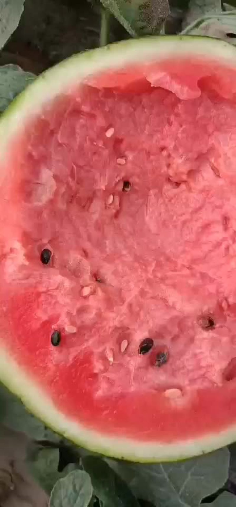 西瓜