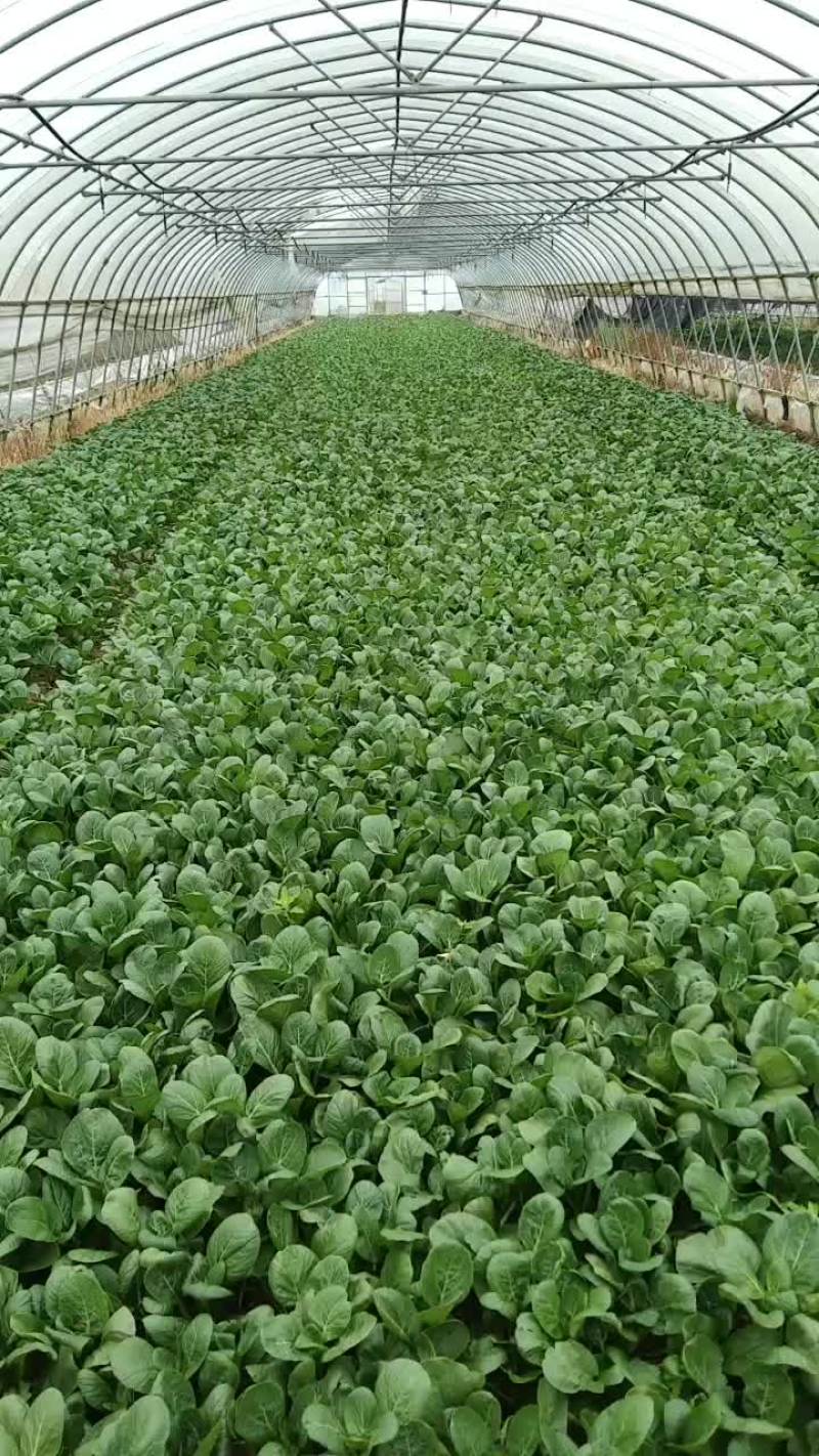广东菜心