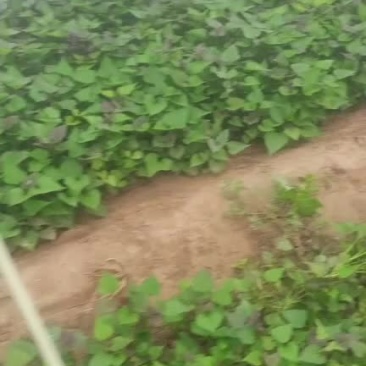 红薯苗