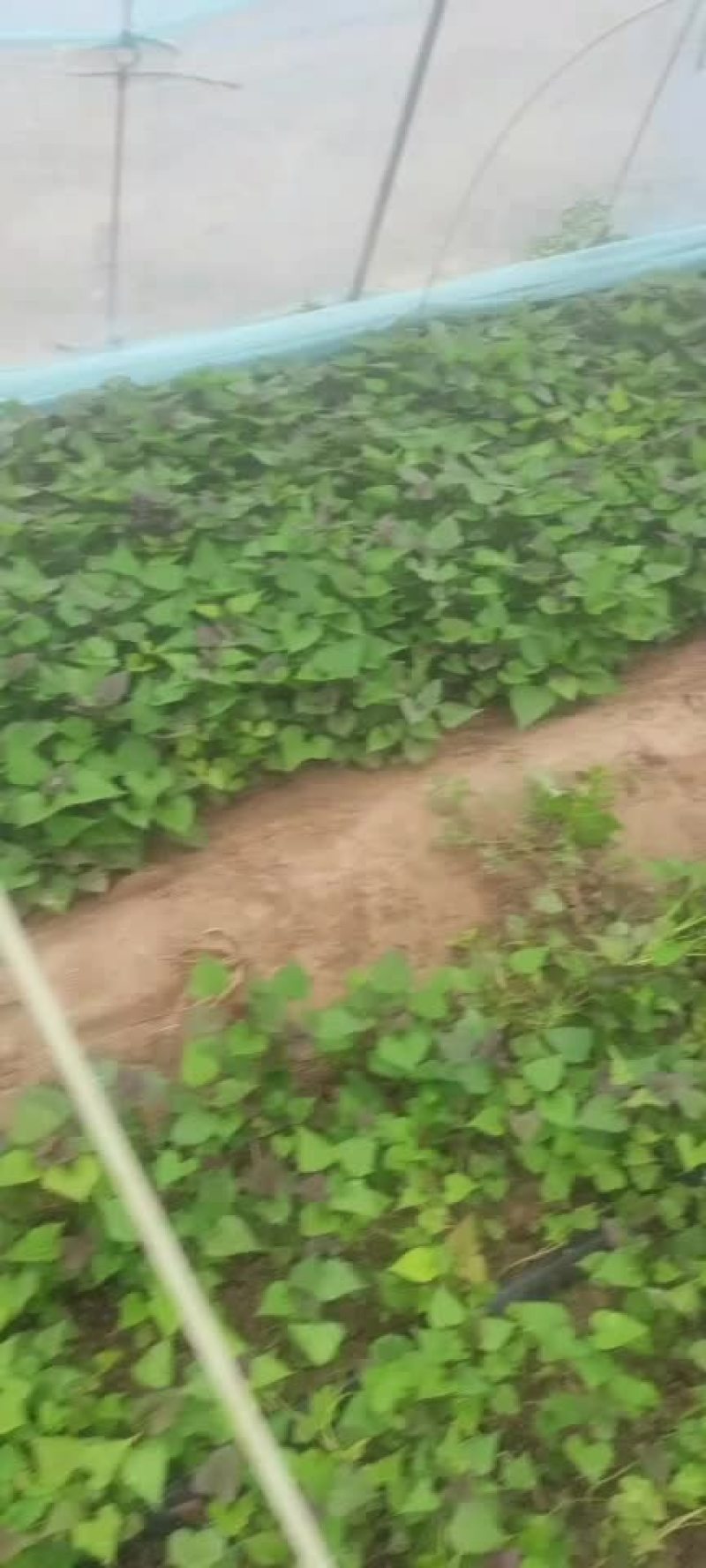 红薯苗