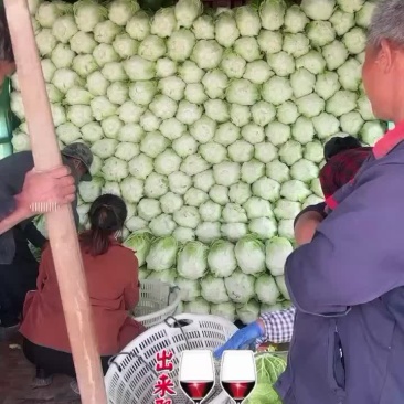黄心矮颗春菜