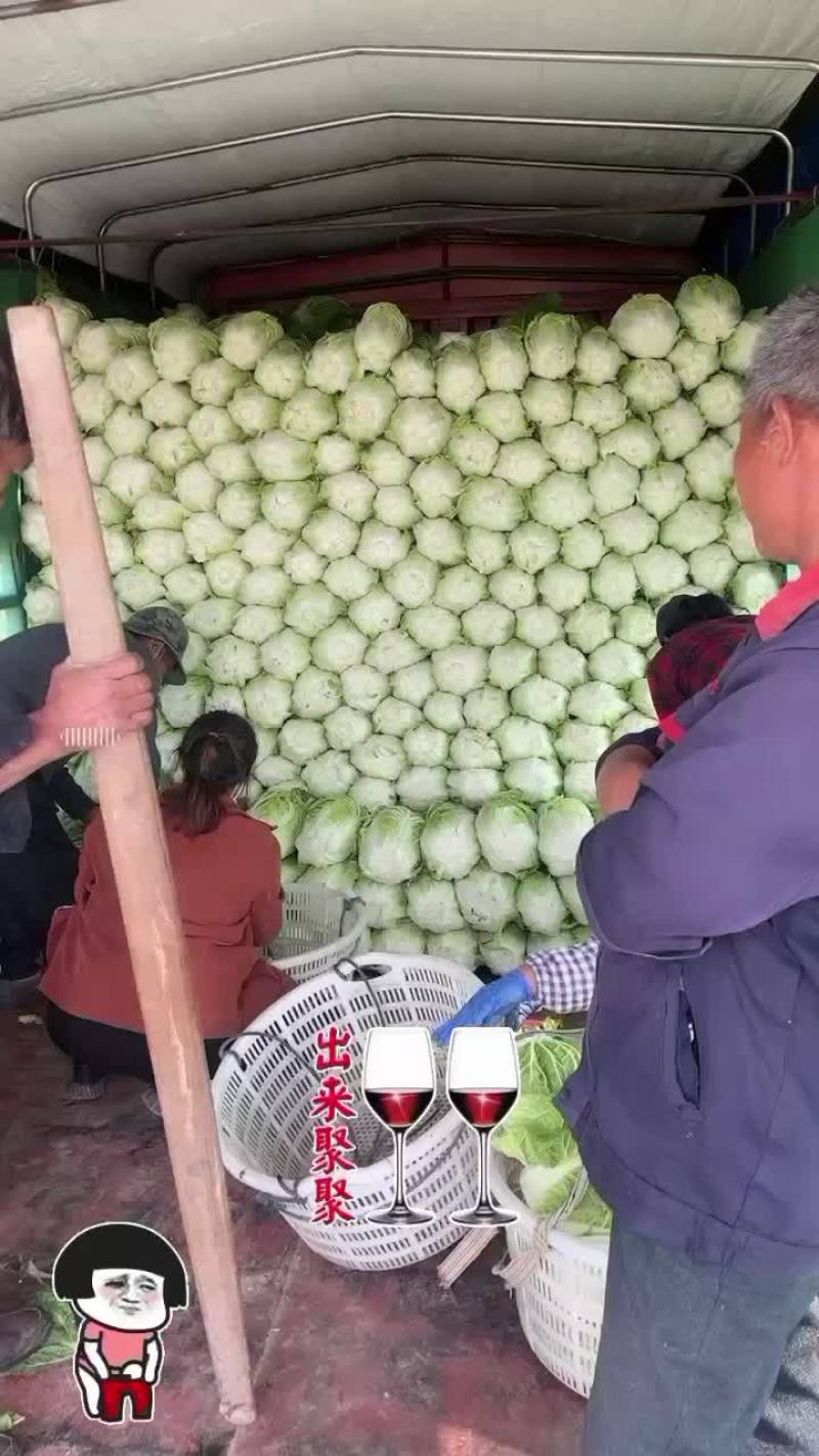 黄心矮颗春菜