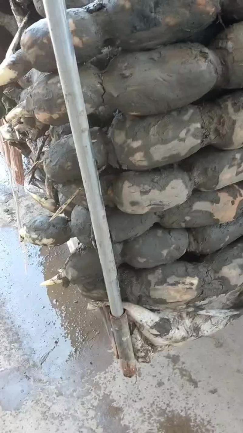 云南莲藕上市了