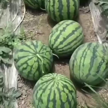 美都直升苗瓜型好甜度巴适的很