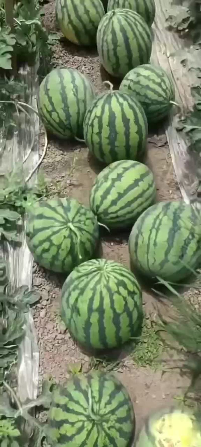 美都直升苗瓜型好甜度巴适的很