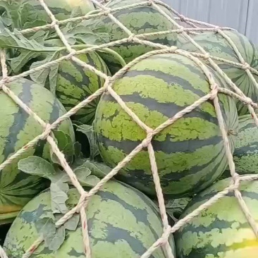 皮毛好，口感好