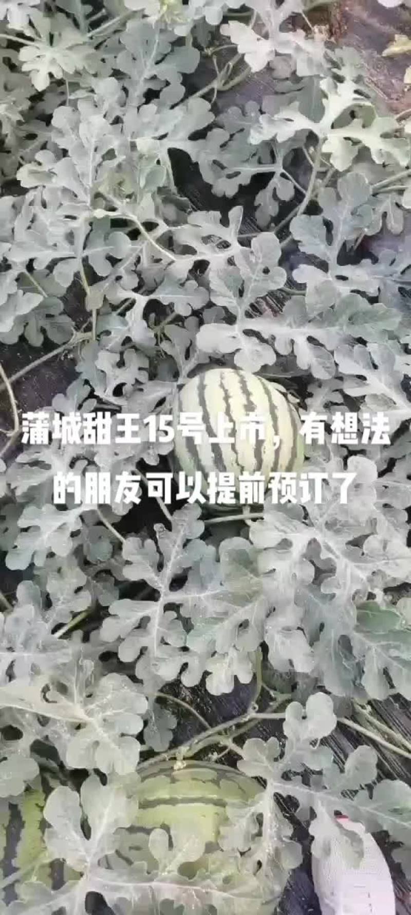 陕西蒲城大棚甜王西瓜