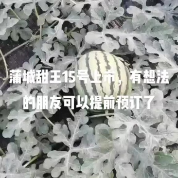 陕西蒲城大棚甜王西瓜