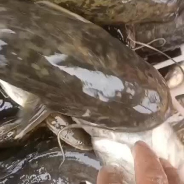 土鲶鱼
