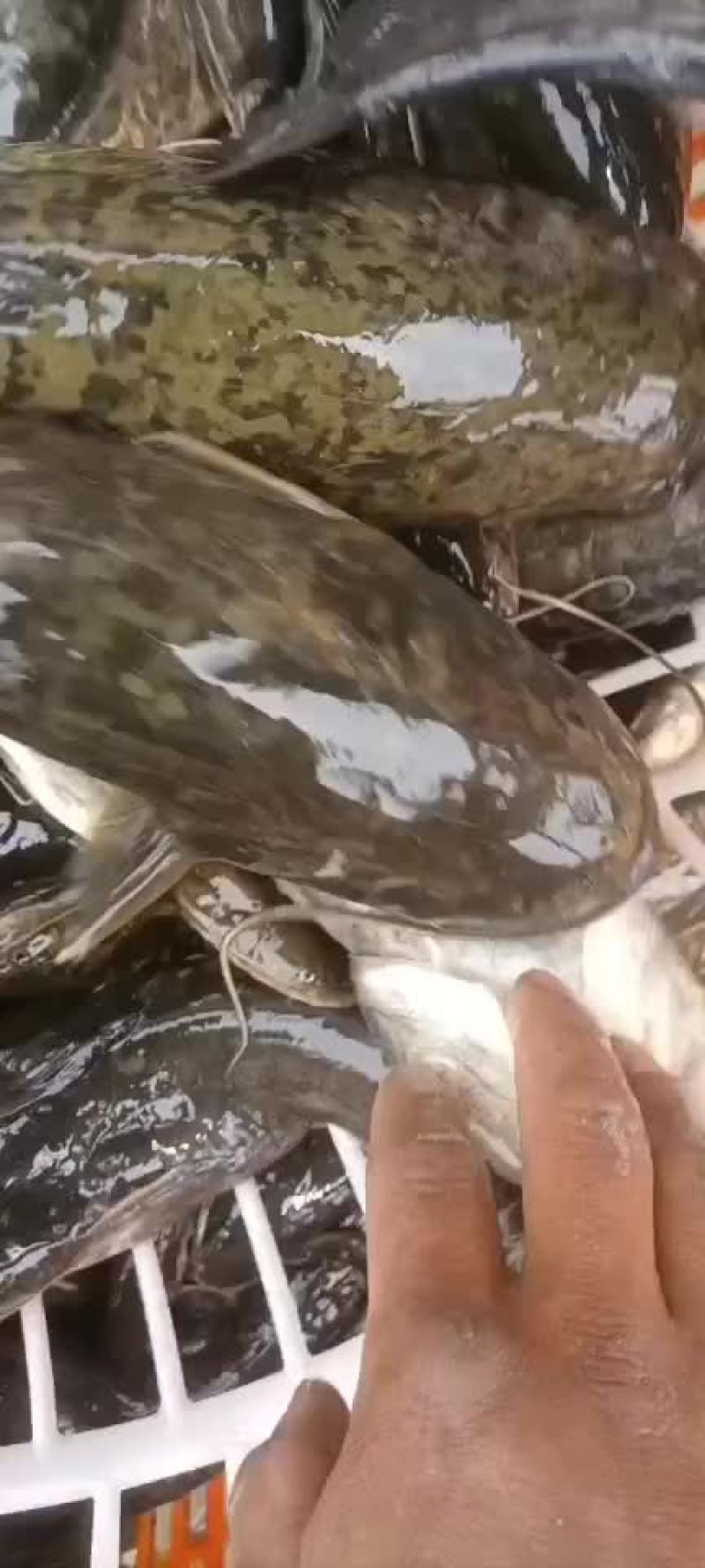 土鲶鱼