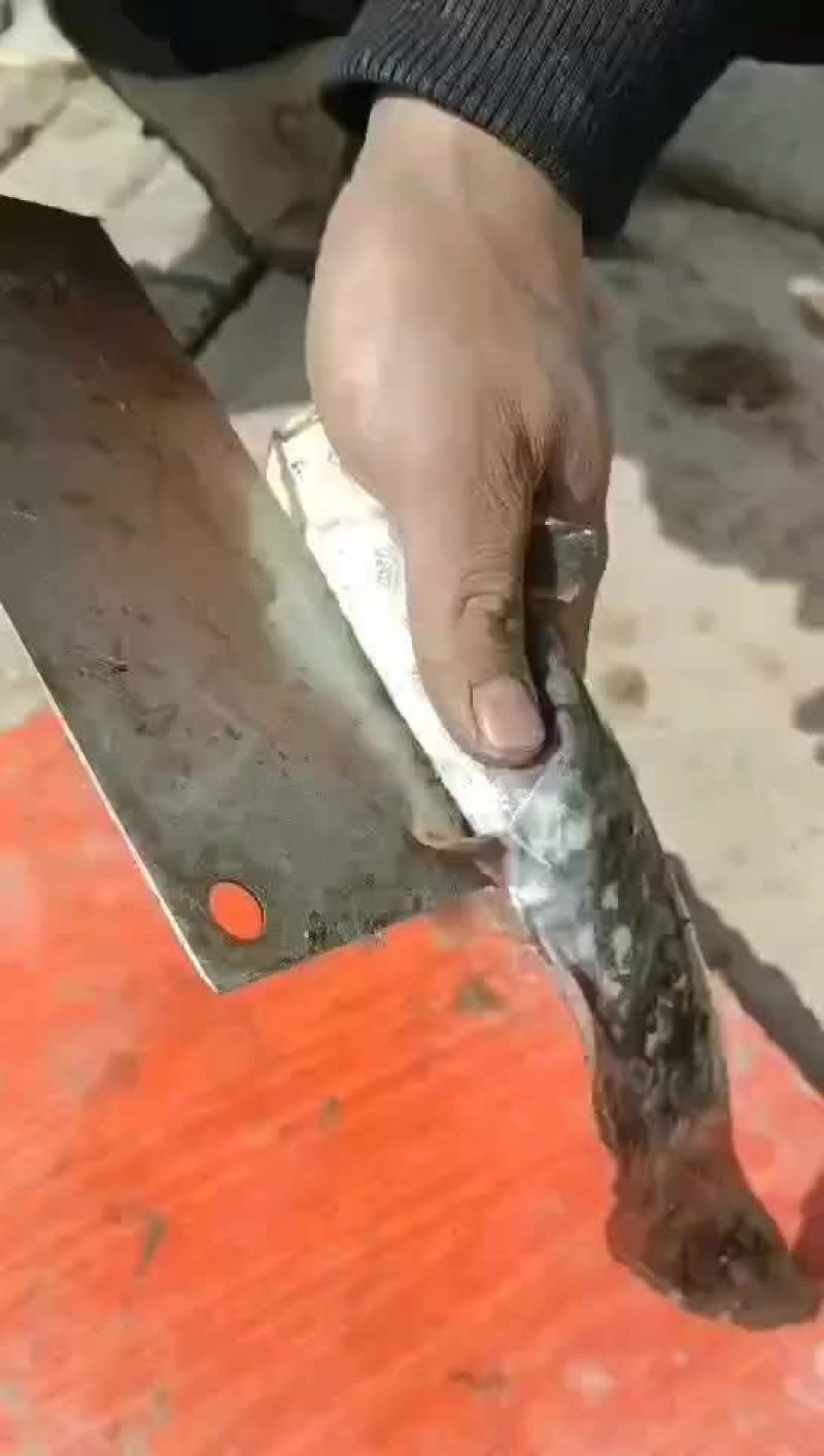 土鲶鱼