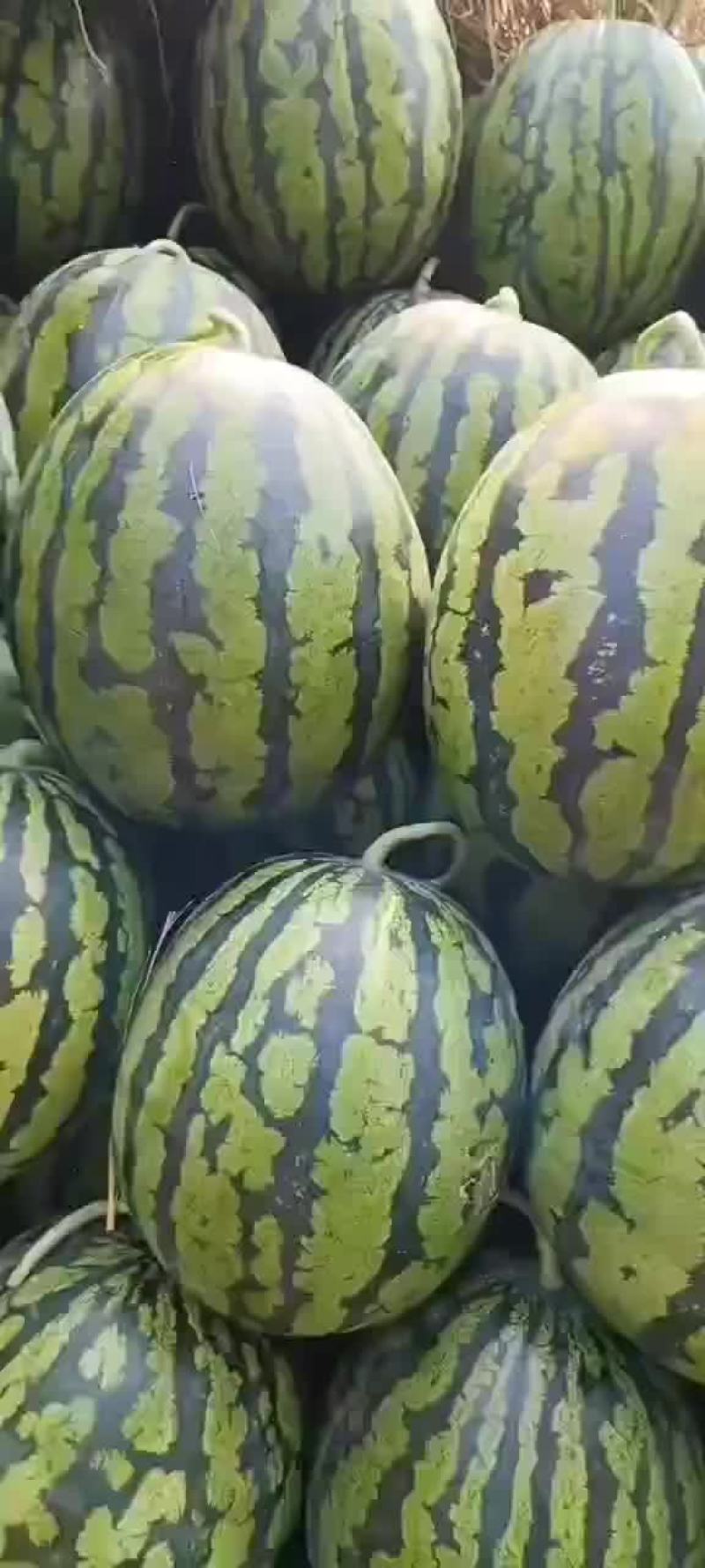 甜王大量上市，有要的可以联系