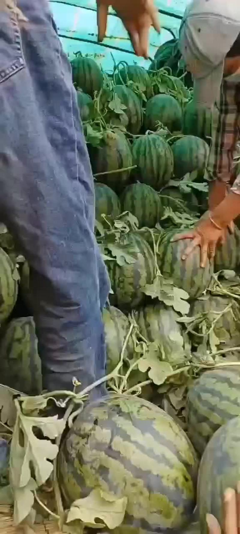 甜王大量上市，有要的可以联系