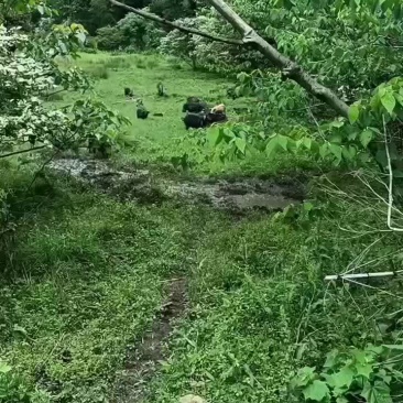 放养藏香猪大猪小猪母猪种猪一起打包出售