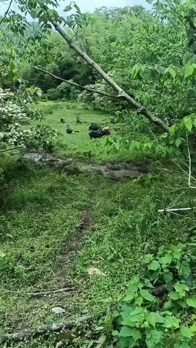 放养藏香猪大猪小猪母猪种猪一起打包出售