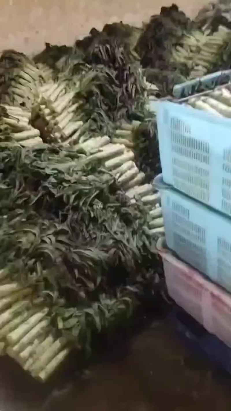 红笋正式上市