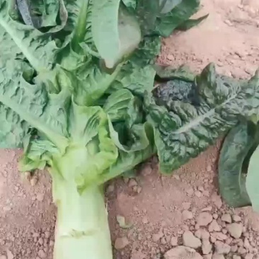 红笋正式上市