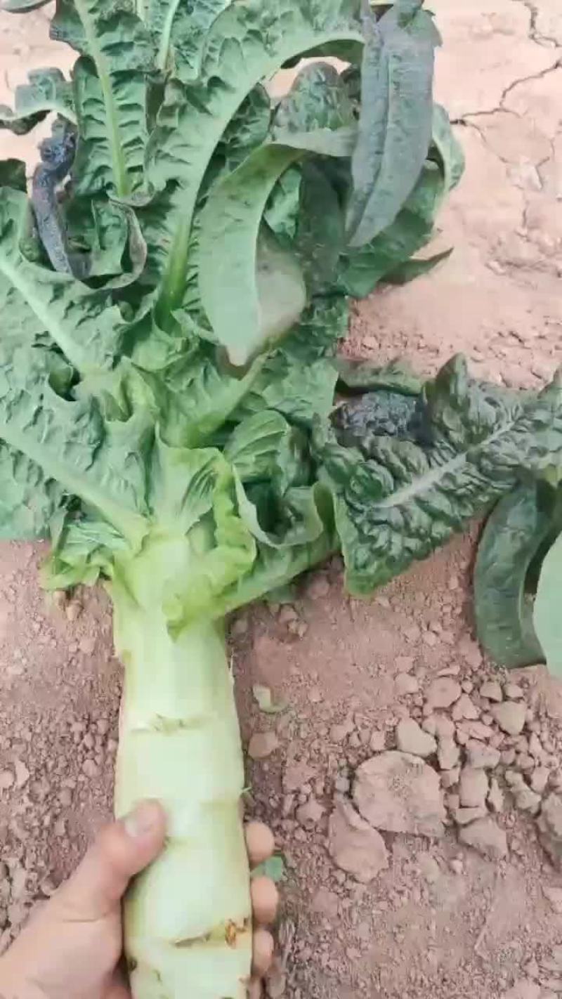 红笋正式上市