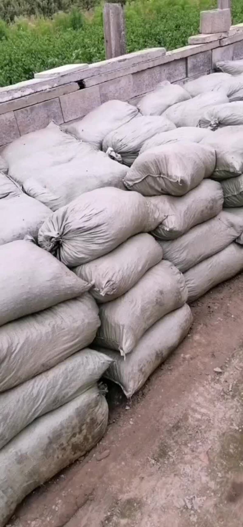 羊粪