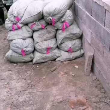 羊粪