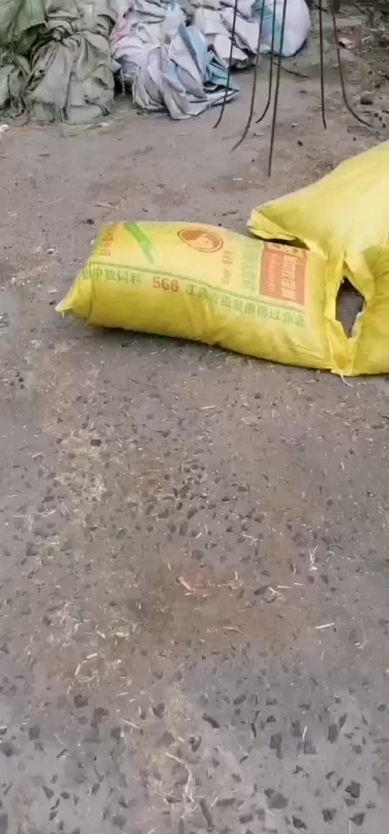 羊粪
