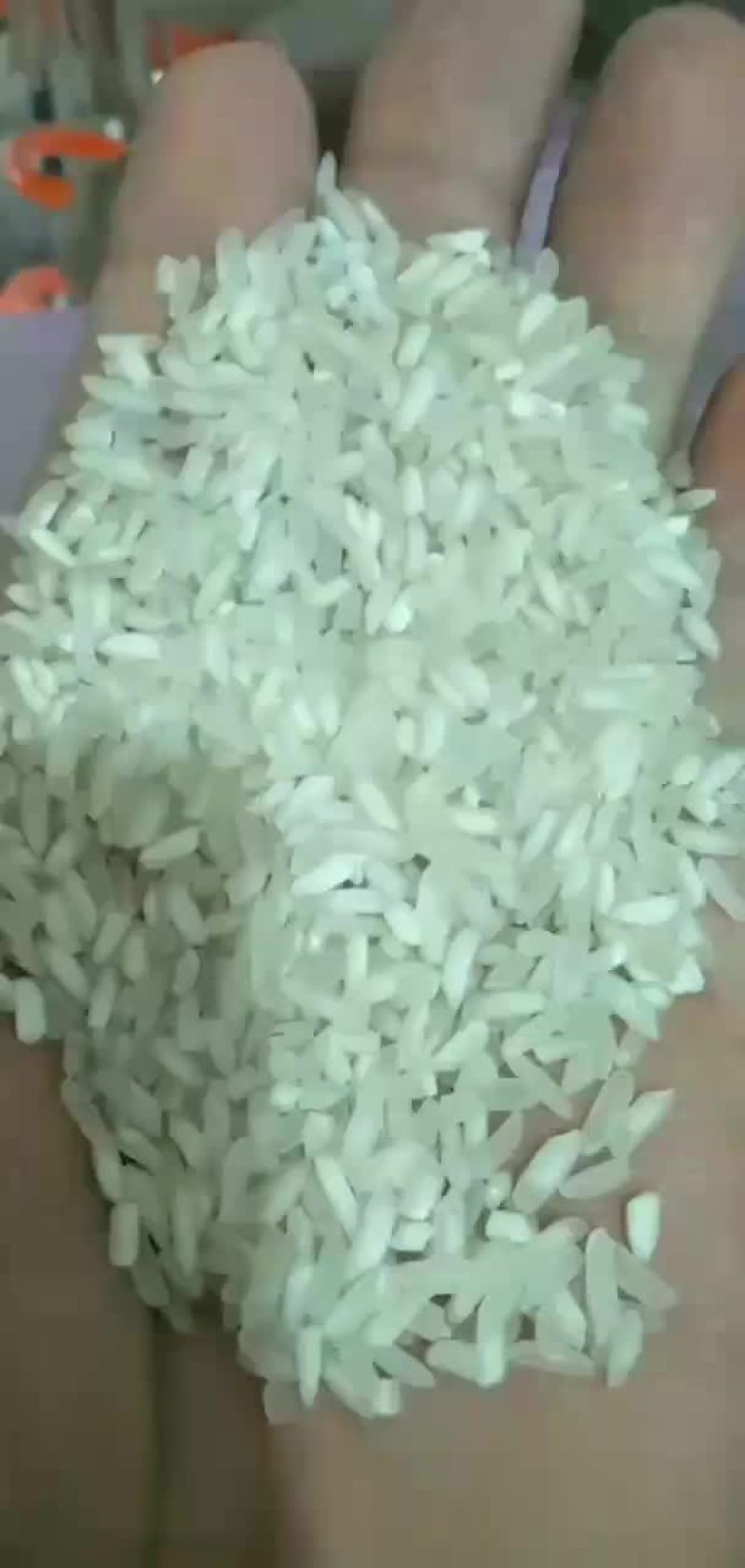 食堂低端米，白米