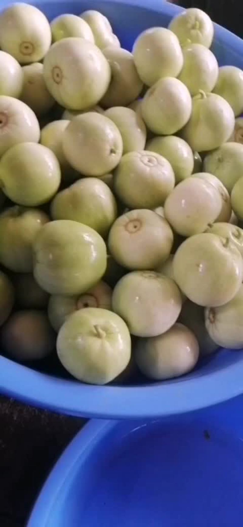 银辉品种