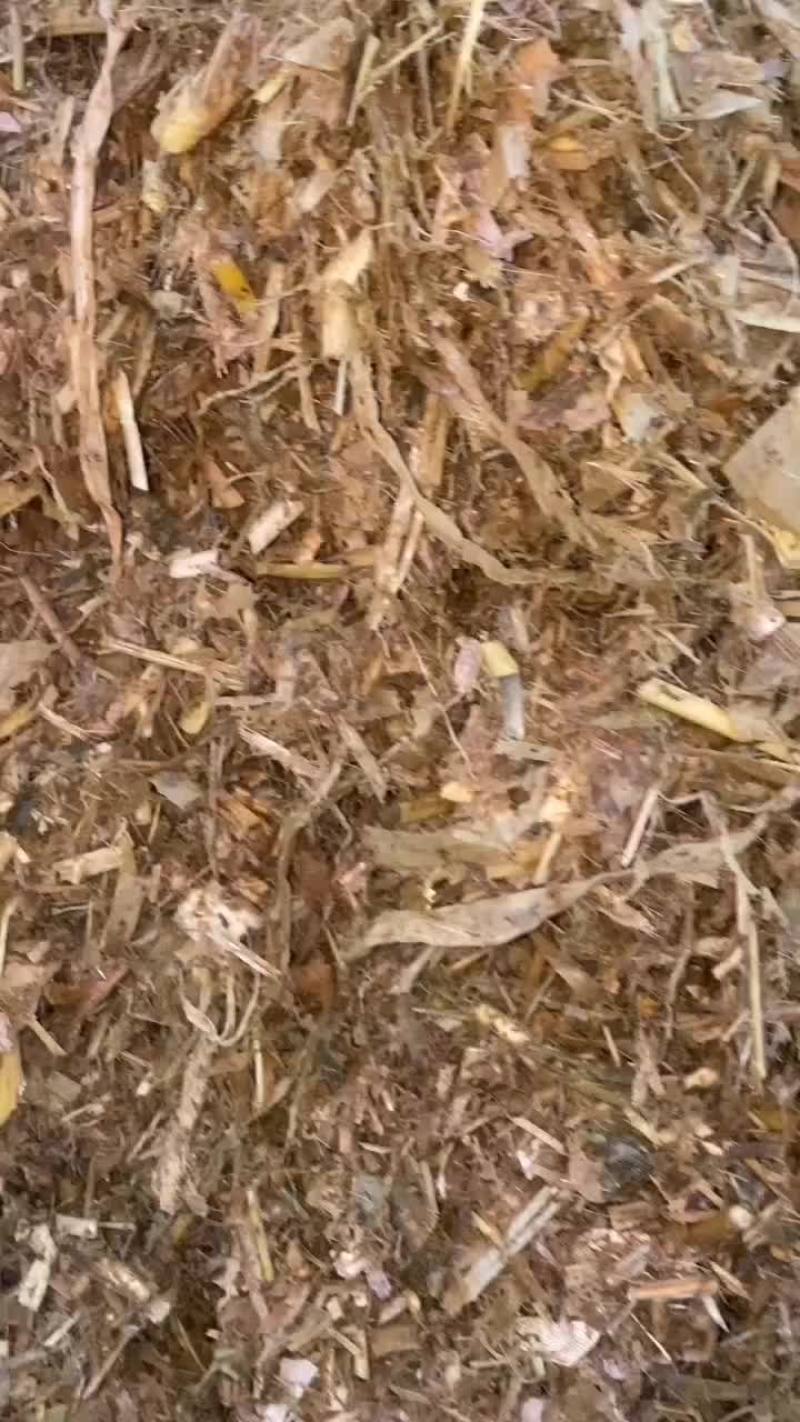 大量优质黄储开窖打包中